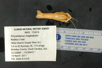Procambarus troglodytes image